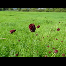 Der Große Wiesenknopf